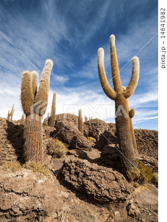 Cactus in Salar de Uyuni 14641982