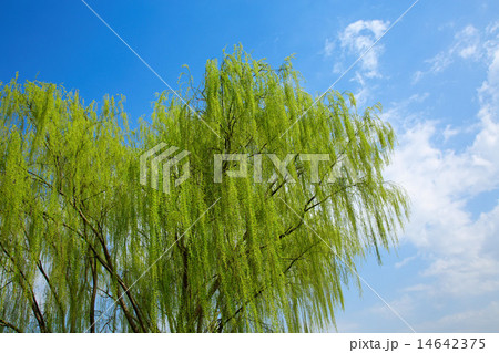 柳の若葉と青空 柳の若葉と青空 14642375