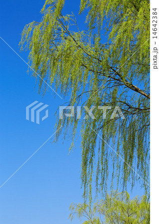 柳の若葉に青空 柳の若葉に青空 14642384
