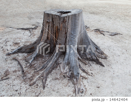 died tree stump 14642404