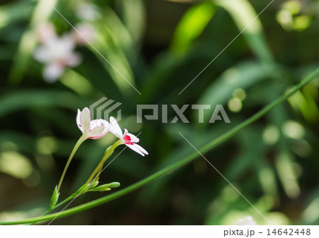 白い姫檜扇の花 14642448