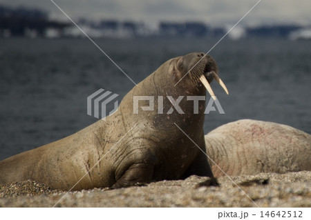 Walrus rising up on flippers on beach Walrus rising up on flippers on beach 14642512