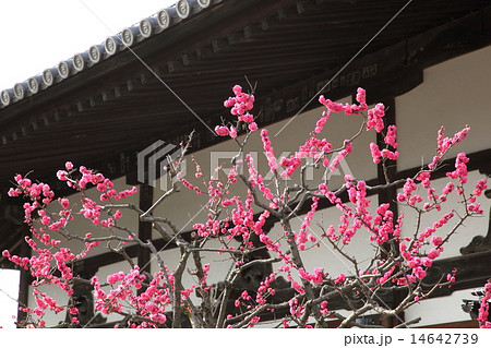 飛鳥寺の紅梅 14642739