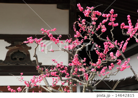 飛鳥寺の紅梅 飛鳥寺の紅梅 14642815