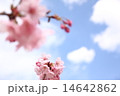 うららかな桜風景 14642862