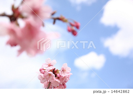 うららかな桜風景 14642862