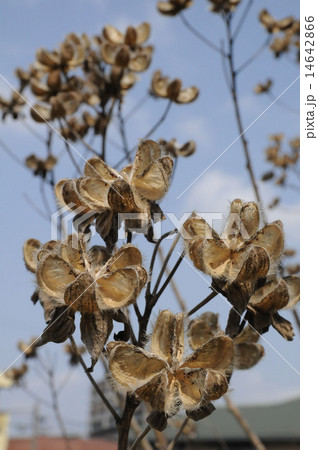 枯芙蓉 枯芙蓉 14642866