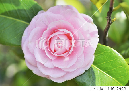 ツバキ 14642906