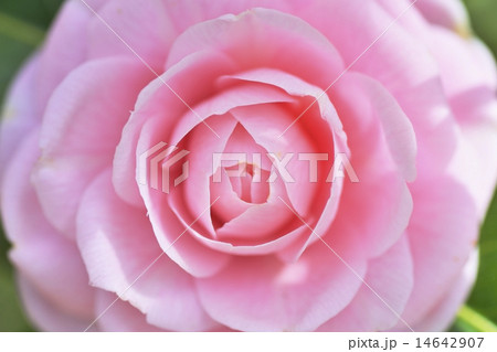 ツバキ ツバキ 14642907