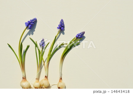 ムスカリ 14643418