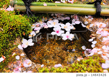 水面に浮かぶ桜の花びらの写真素材