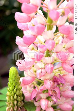 鉢植えのルピナス（ピンク） 14643692