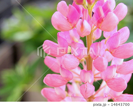 鉢植えのルピナス（ピンク） 14643700