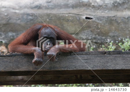 the orangutan the orangutan 14643730