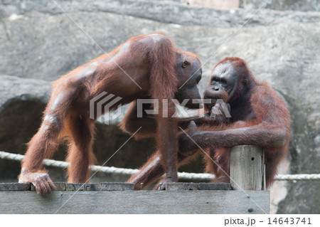 the orangutan the orangutan 14643741