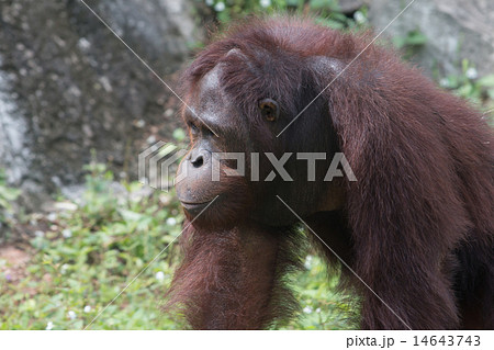 the orangutan the orangutan 14643743