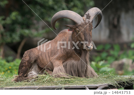 Barbary sheep 14643753