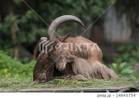 Barbary sheep 14643754