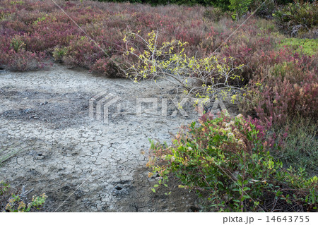 suaeda grass 14643755