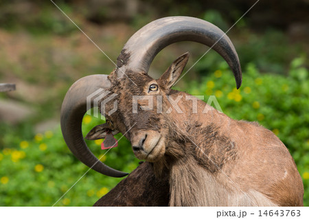 Barbary sheep Barbary sheep 14643763