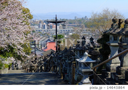 本妙寺参道から見る熊本城 14643864