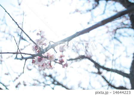さくらと枝 14644223