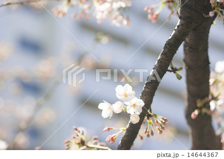 さくらと枝 14644367