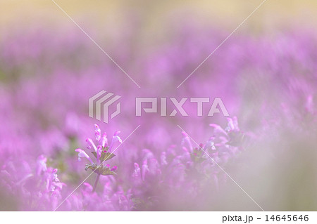 早春のホトケノザ 14645646