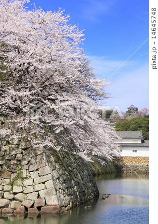 4月滋賀 彦根城と桜 14645748