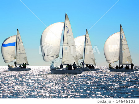 Sailing Regatta Sailing Regatta 14646103