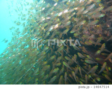 スケルトンな小魚の大群 14647514