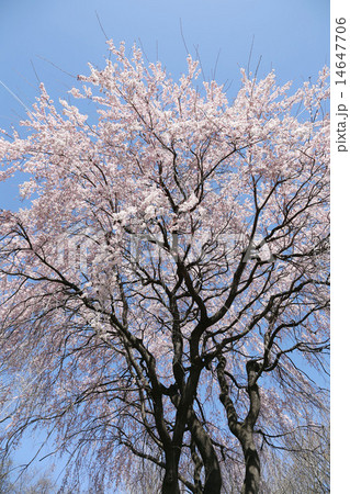 枝垂れ桜 14647706