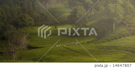 tea plantation 14647807