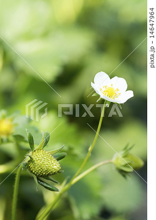 イチゴの実と花　弥生姫　 14647964