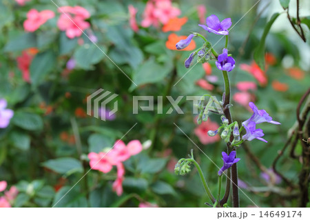 ウシノシタの蕾と花 ウシノシタの蕾と花 14649174