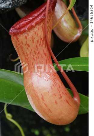 食虫植物 14656354