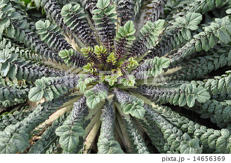 放射状にひろがる桜島大根の葉っぱ 14656369