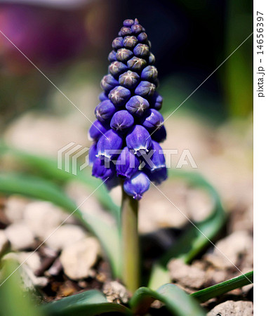 close up Hyacinth Muscari Blue Flower 14656397