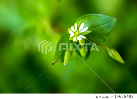 macro mini grass flowers in spring season in japan 14656492