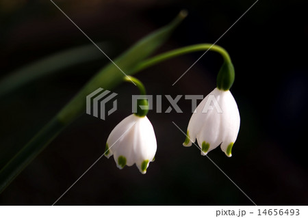close up view of a spring snowflake Leucojum vernu 14656493