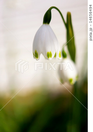 close up view of a spring snowflake Leucojum vernu close up view of a spring snowflake Leucojum vernu 14656494