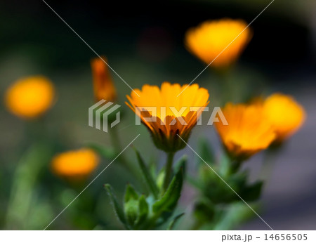 Orange flowers in a Japanese garden on sprig time 14656505