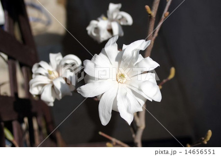 白花姫コブシの花の写真素材
