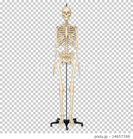 骨格標本 14657199