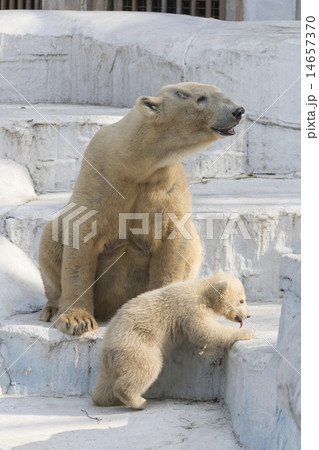 ホッキョクグマの親子 14657370