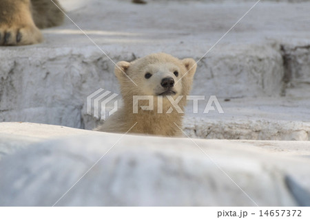 ホッキョクグマの赤ちゃん 14657372