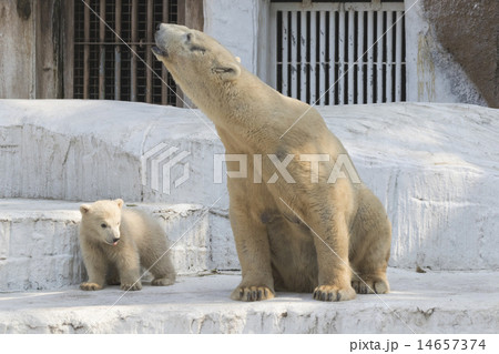 ホッキョクグマの親子 14657374