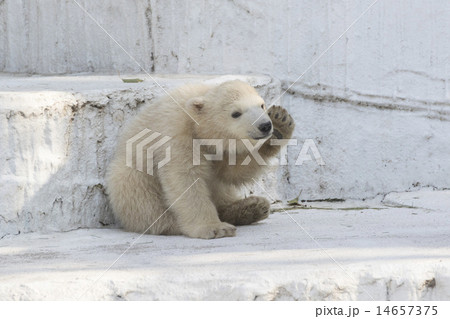 ホッキョクグマの赤ちゃん 14657375