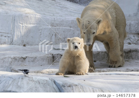 ホッキョクグマの親子の写真素材 [14657378] - PIXTA