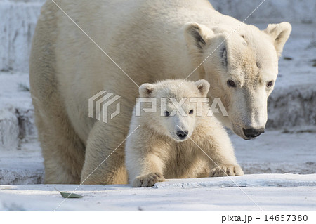 ホッキョクグマの親子の写真素材 [14657380] - PIXTA